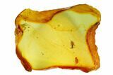 Detailed Fossil Ant (Formicidae) In Baltic Amber #145411-3